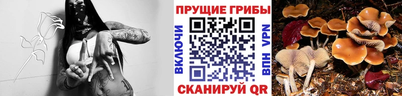 Псилоцибиновые грибы мицелий  Ейск 